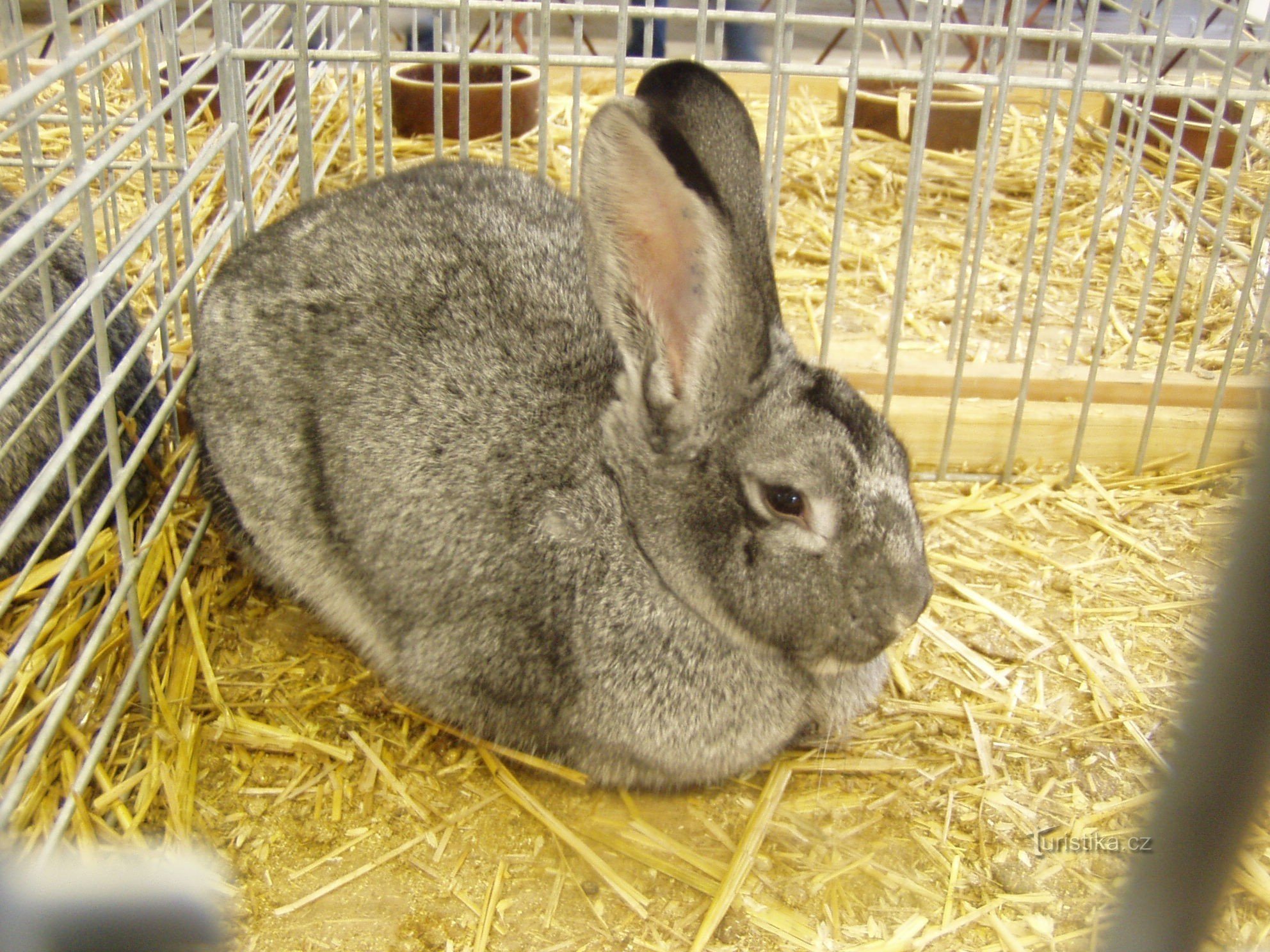 große Chinchillas