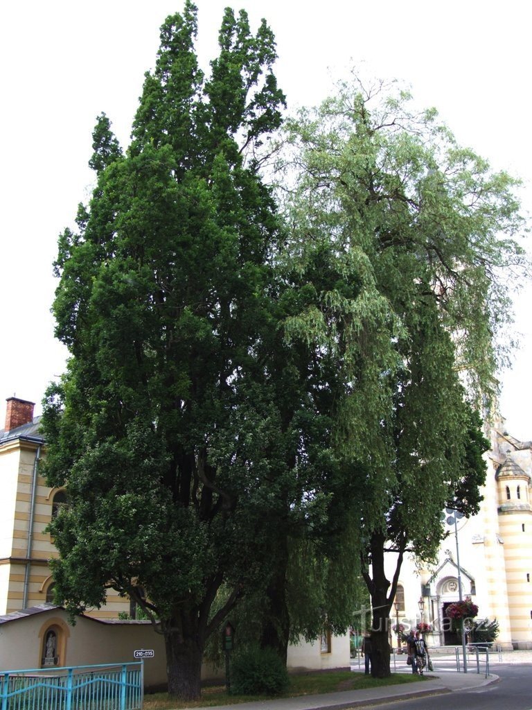 Imperial oaks in Kraslice
