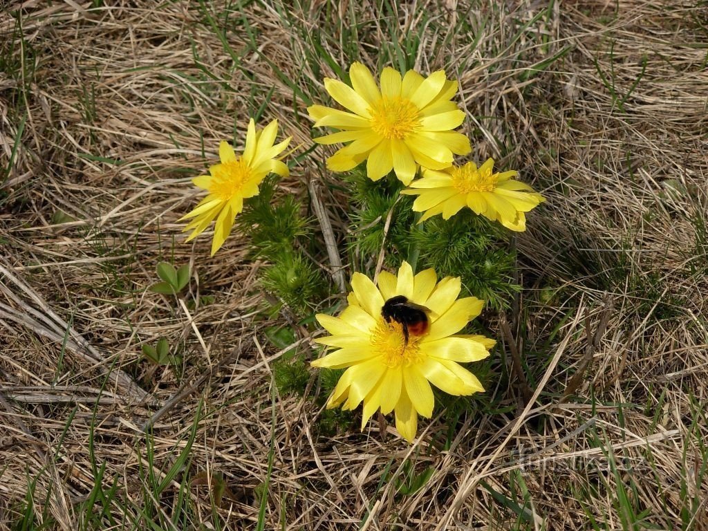 マルハナバチが蜜を吸う…