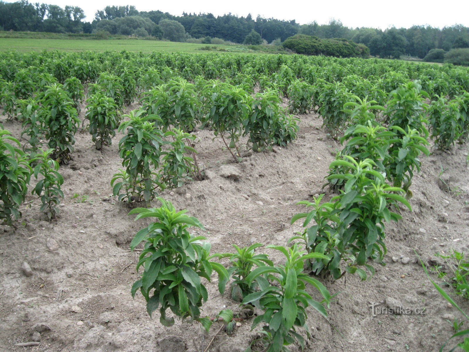 Quel genre de plante est-ce?