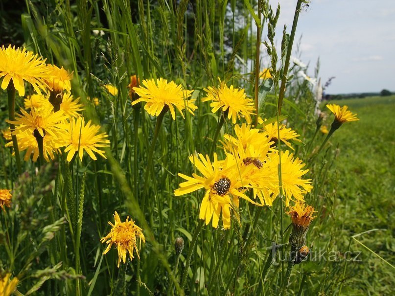 Cvikov - 花の牧草地