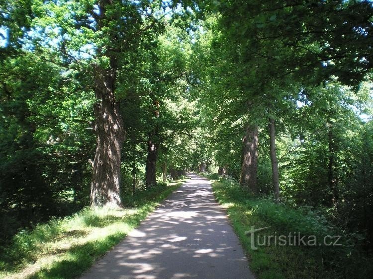 Cycle path lined with old oak trees.