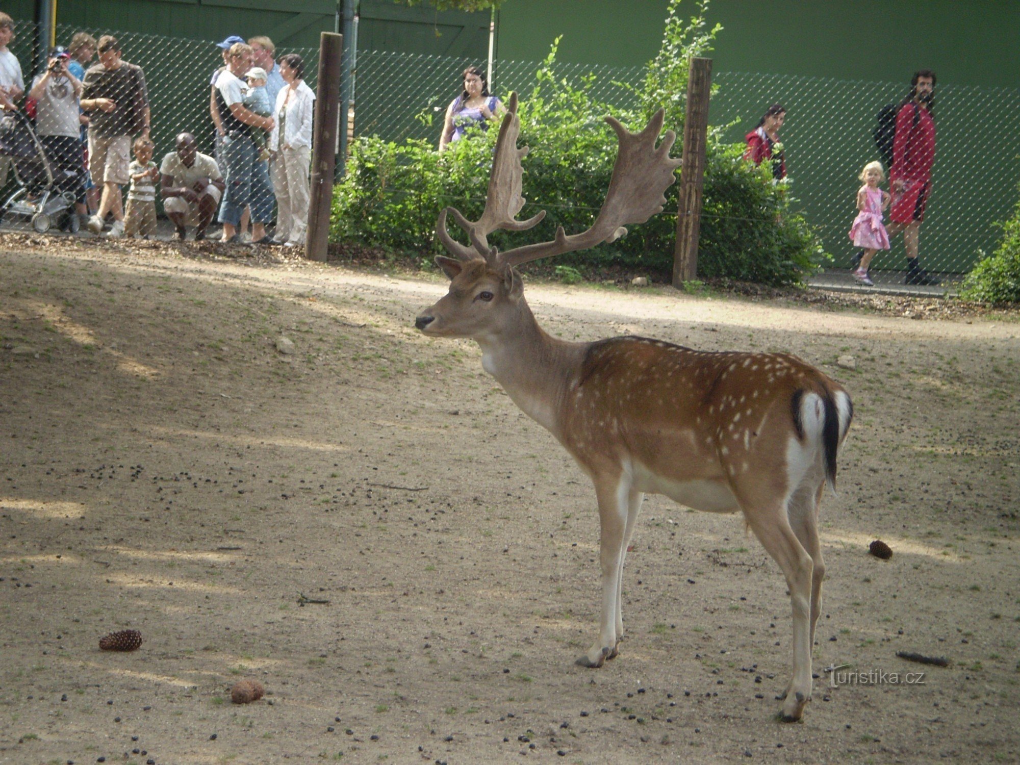 fallow deer