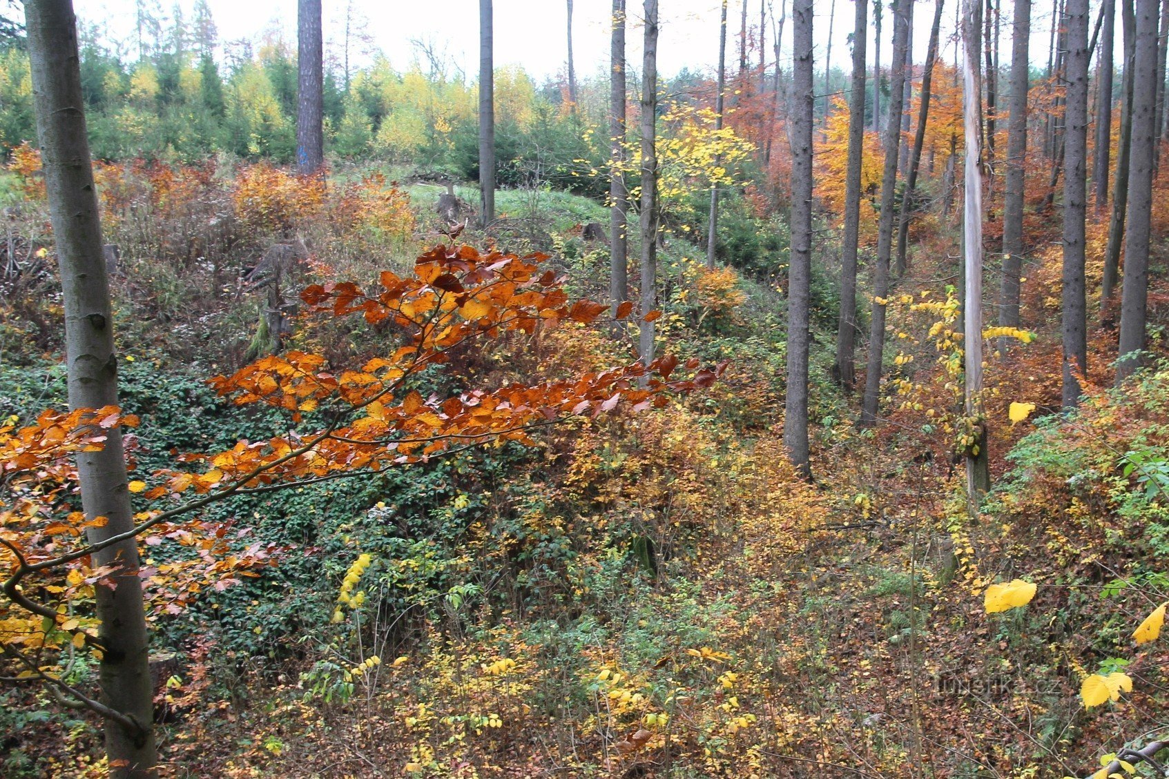 Dašov - plošina tvrziště s příkopem