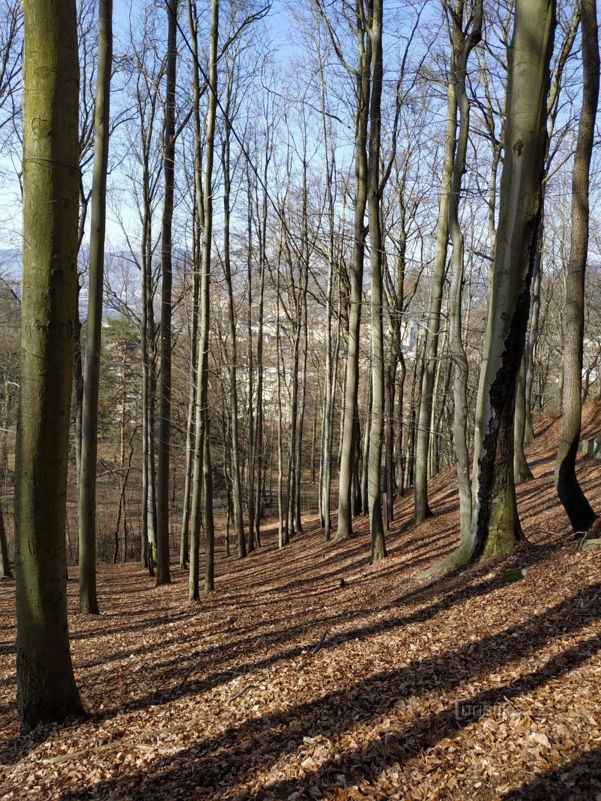 Děčín kórház - Stoličná hora - Elba őr - Liščí kereszteződés - Rózsaszín kilátó