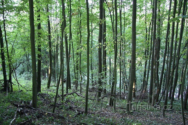 La colline de grand-père