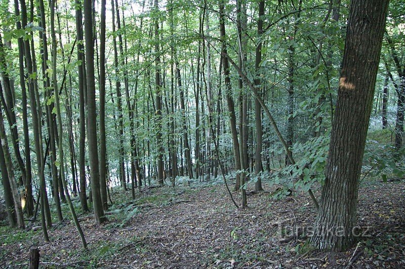 ladera del abuelo