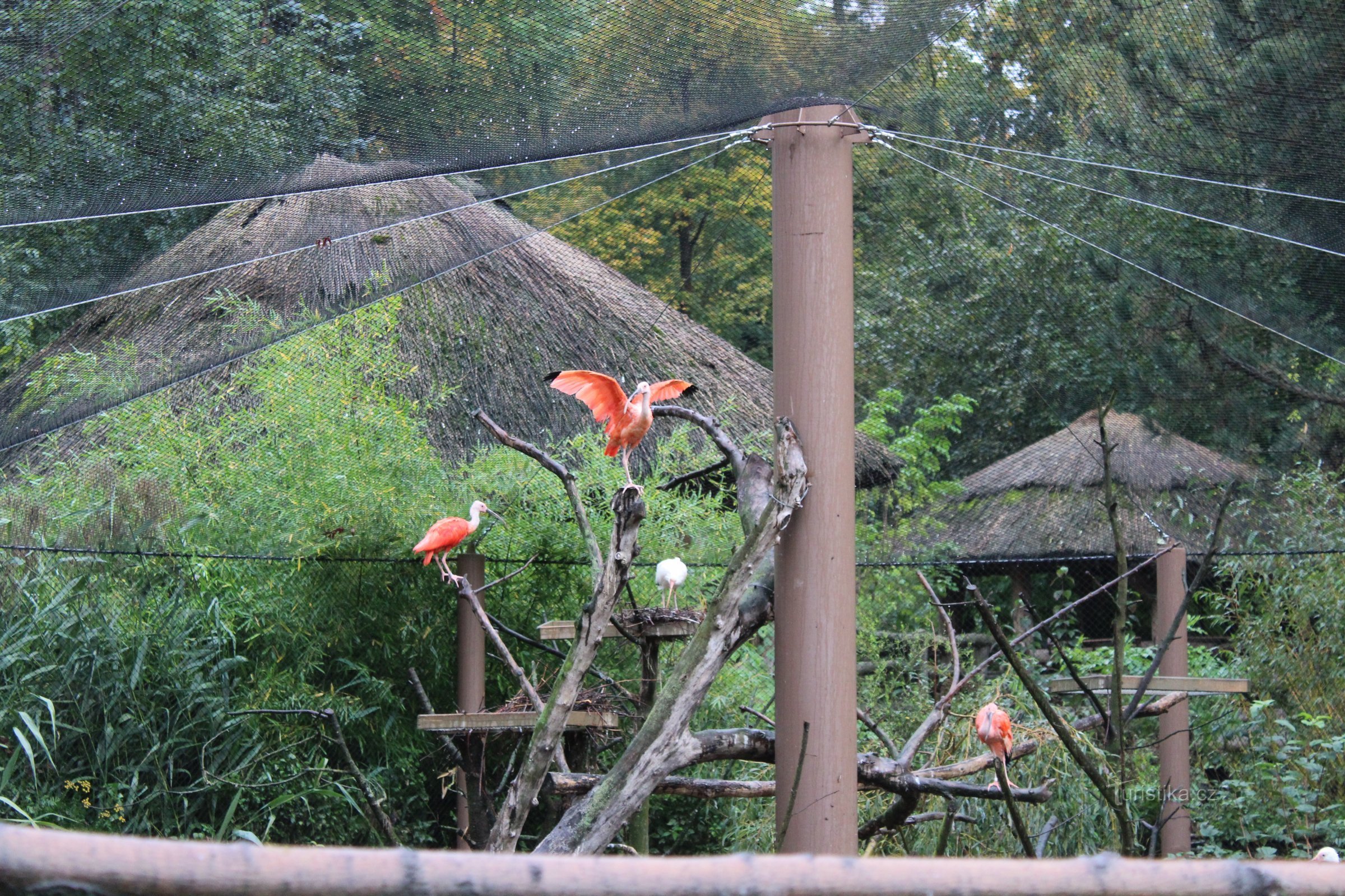 Delta Paraná - exposition itinérante, en plus des ibis, des singes à griffes errent également ici