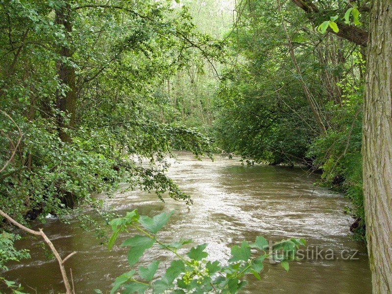 Desná after the rains in June 2009