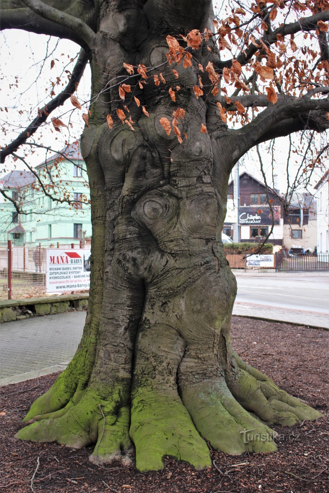 Trunk detail