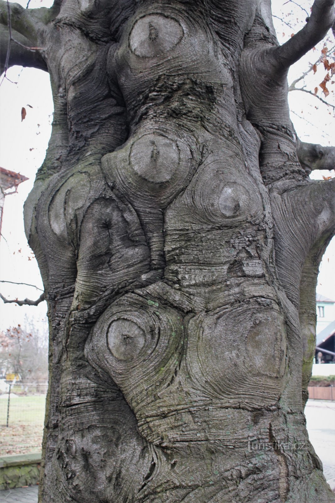 Trunk detail