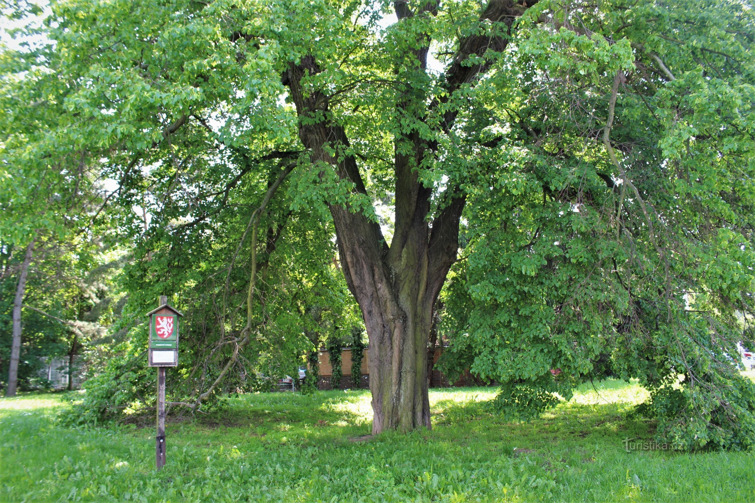 Trunk detail