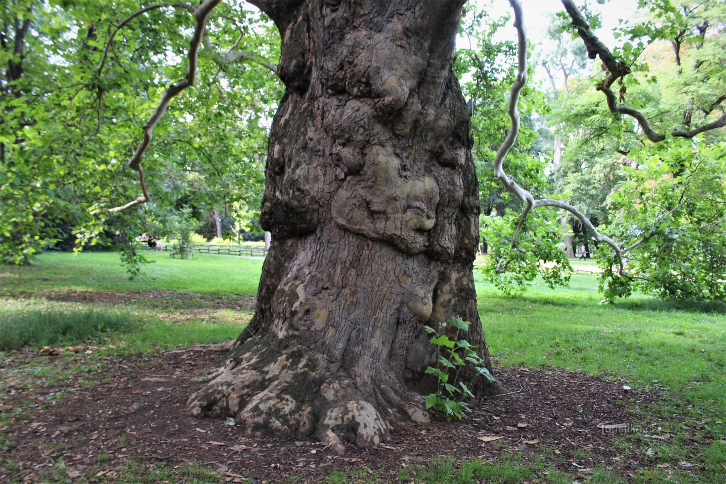 Trunk detail