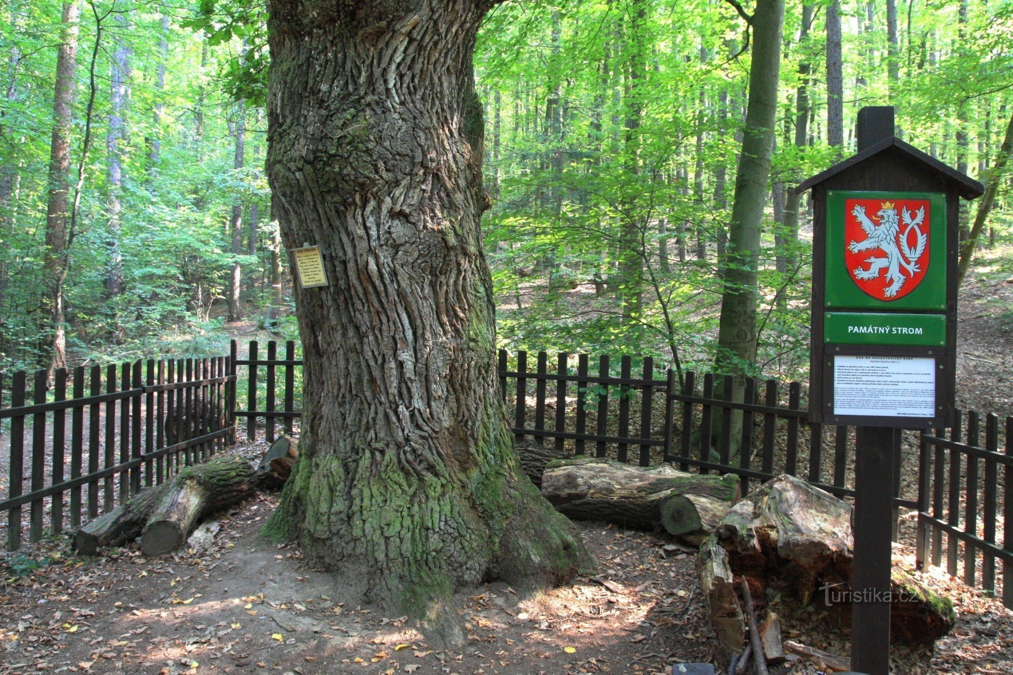 Detail of oak trunk