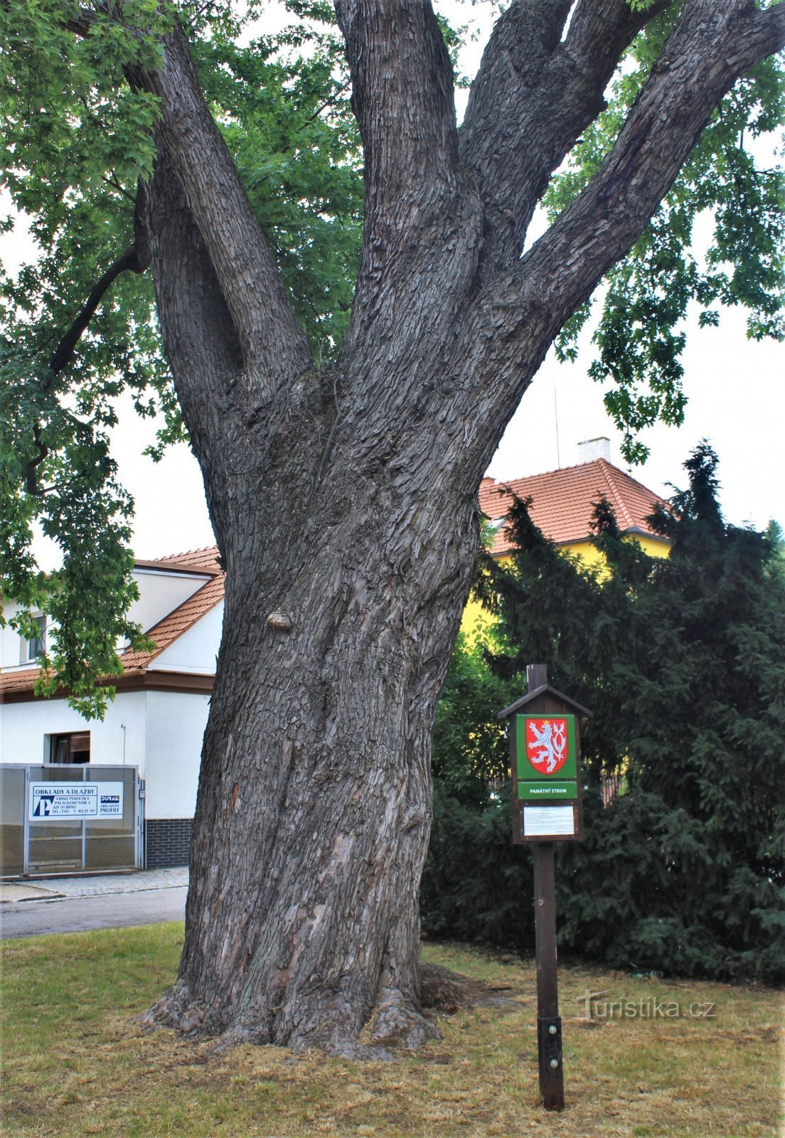 Particolare di un tronco d'albero