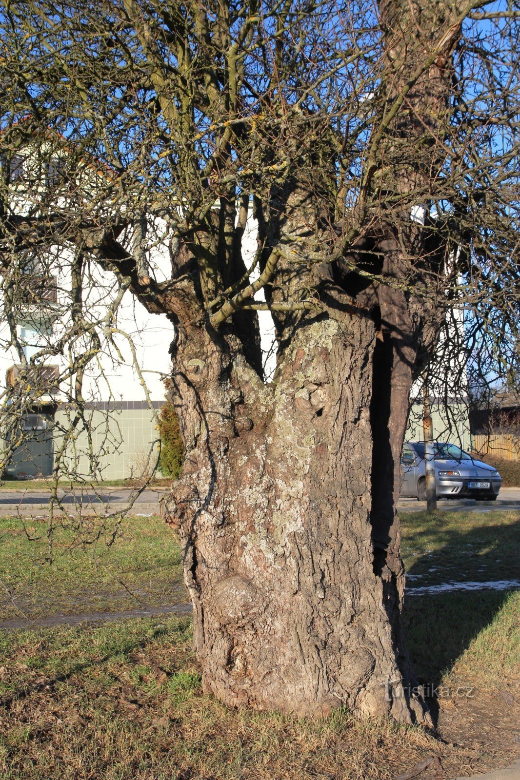 Detalle de un tronco de árbol