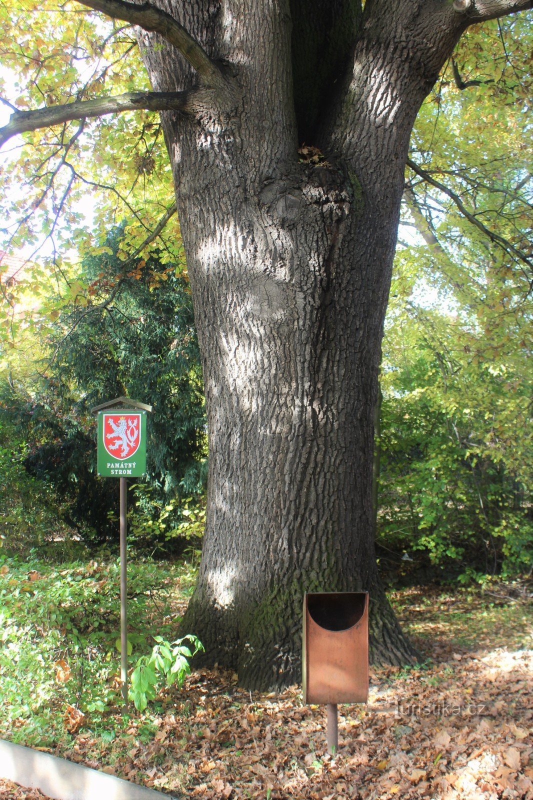 Detalle de un tronco de árbol