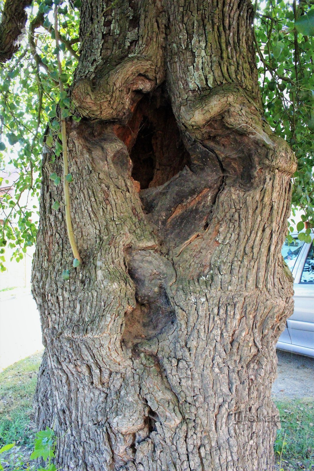 Detail of a tree trunk