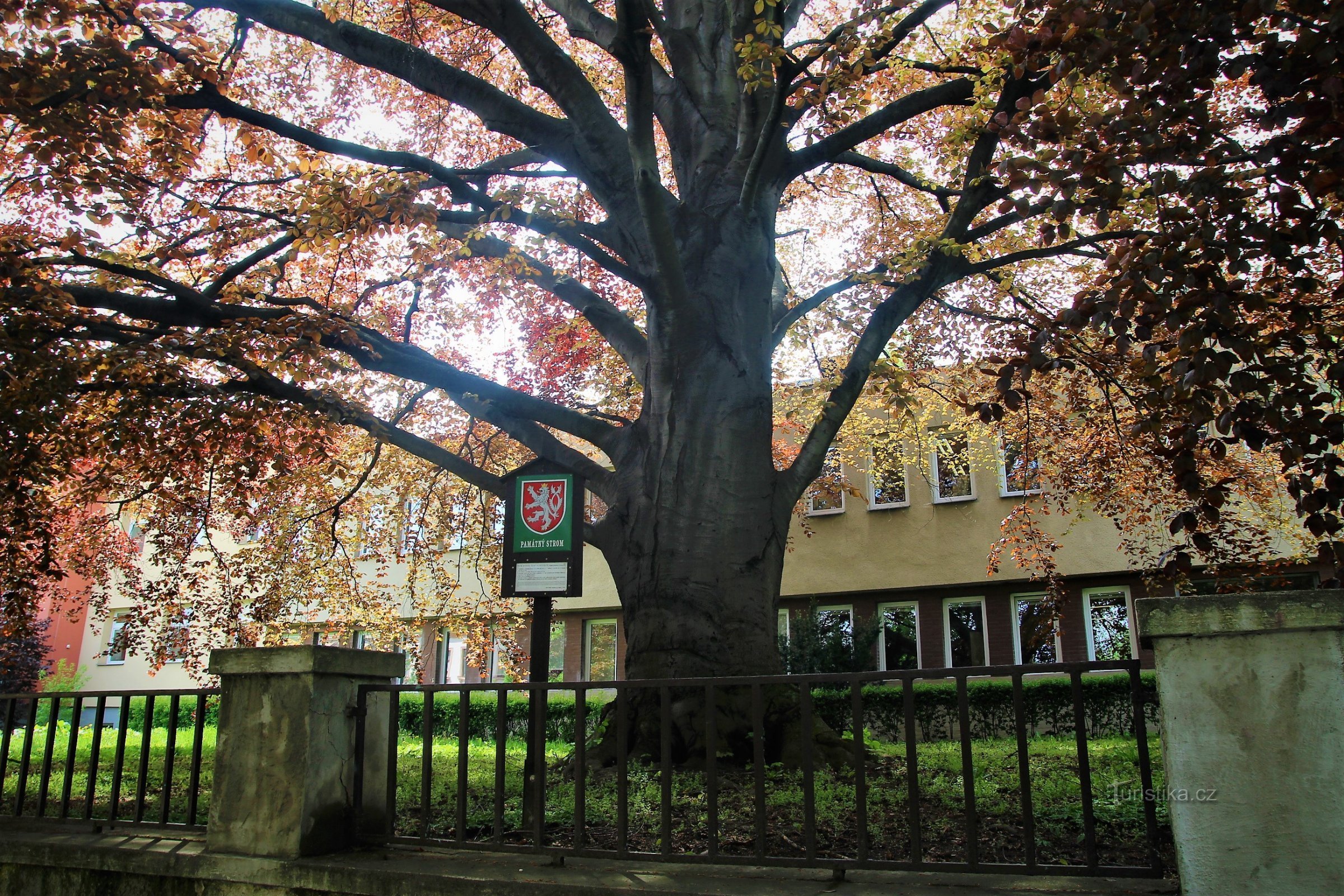 Detail of a tree trunk from the street