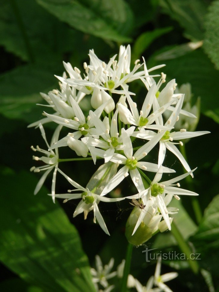 Detail van bloemen