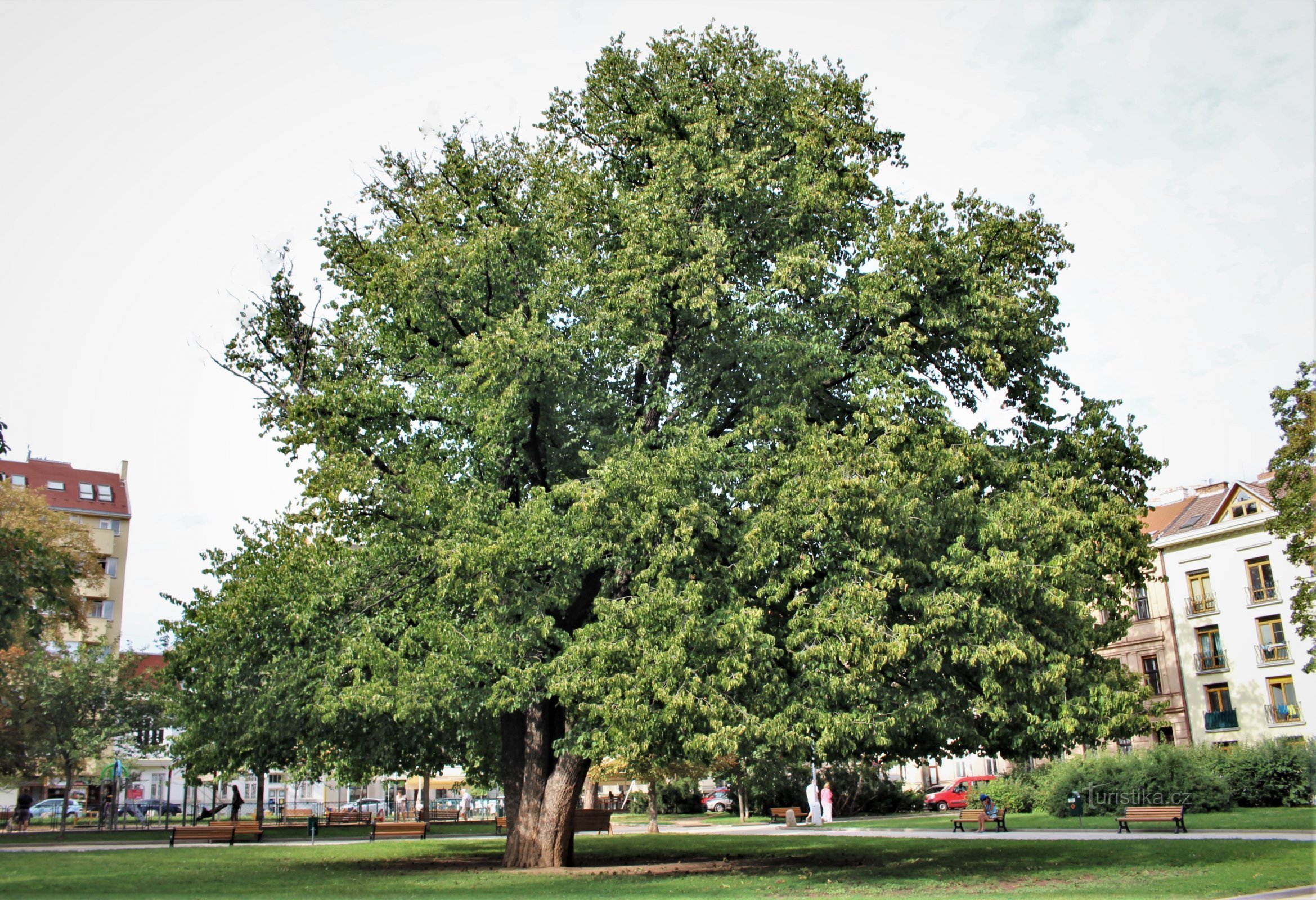 Detail of a tree in hot summer