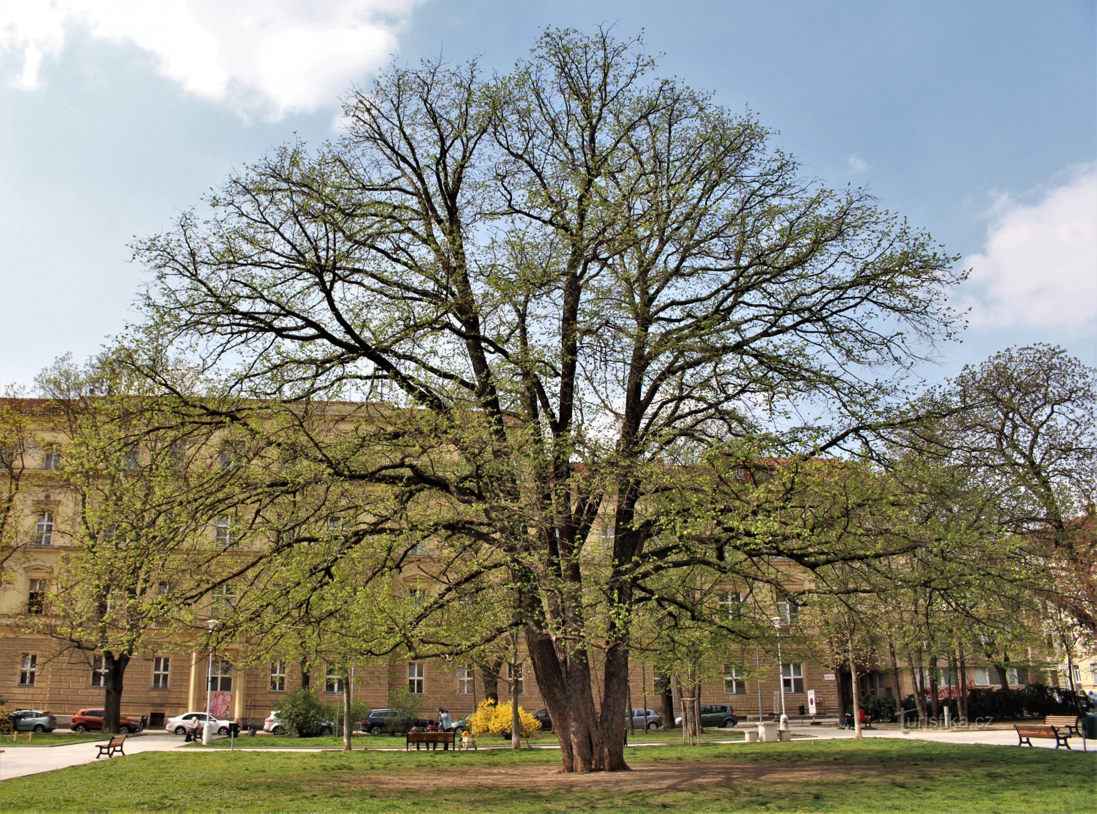 Détail d'un arbre au début du printemps