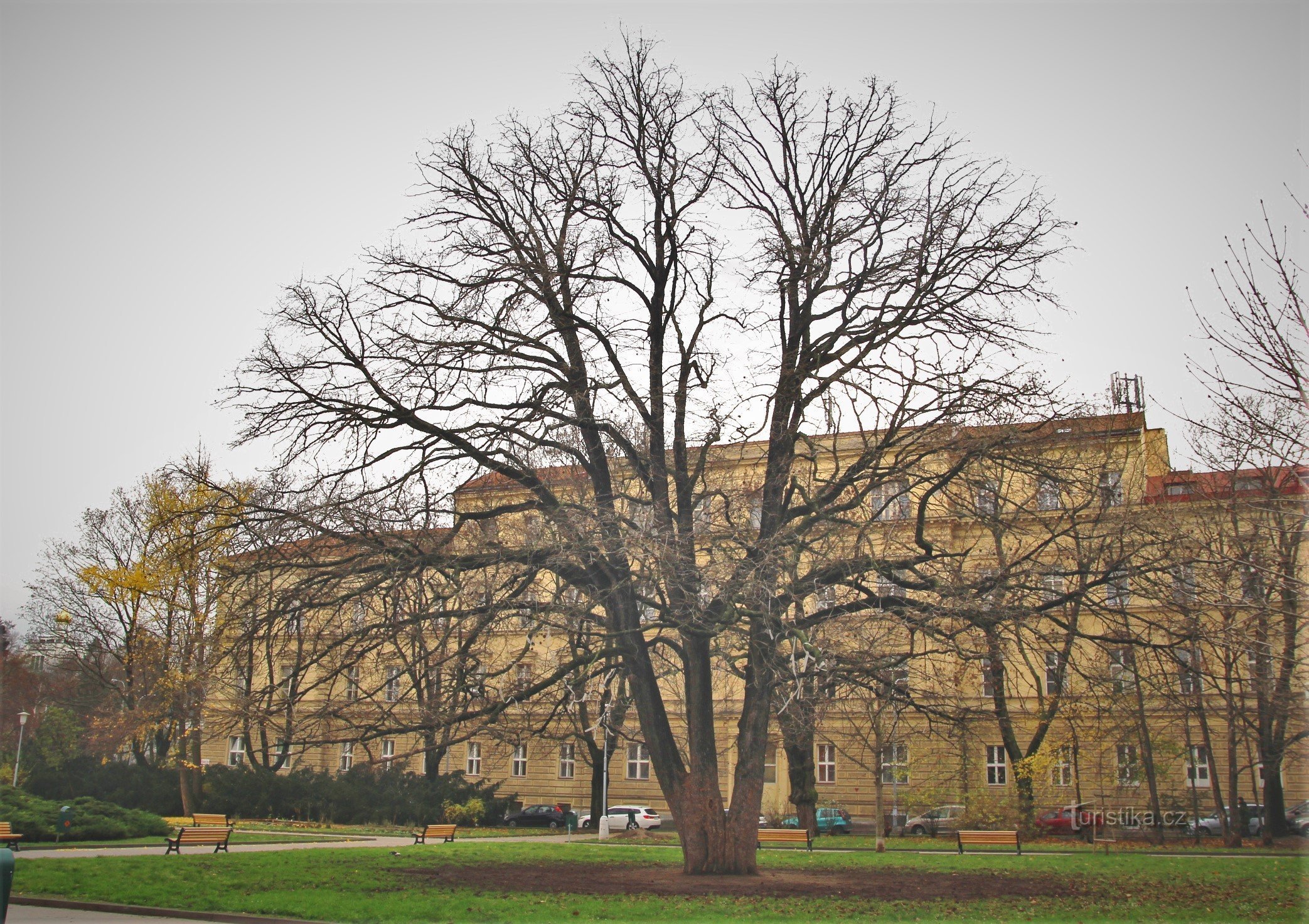 Detail of a tree in late autumn