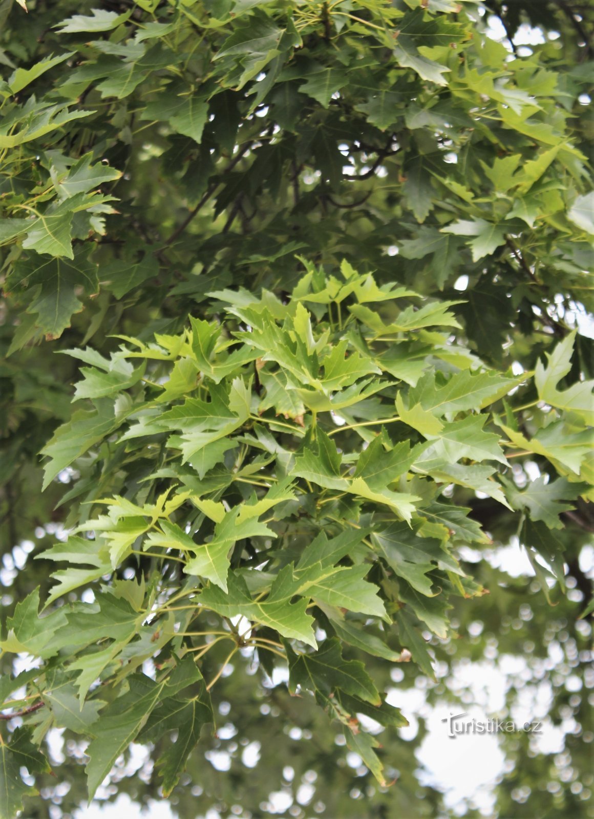 葉のある枝の詳細