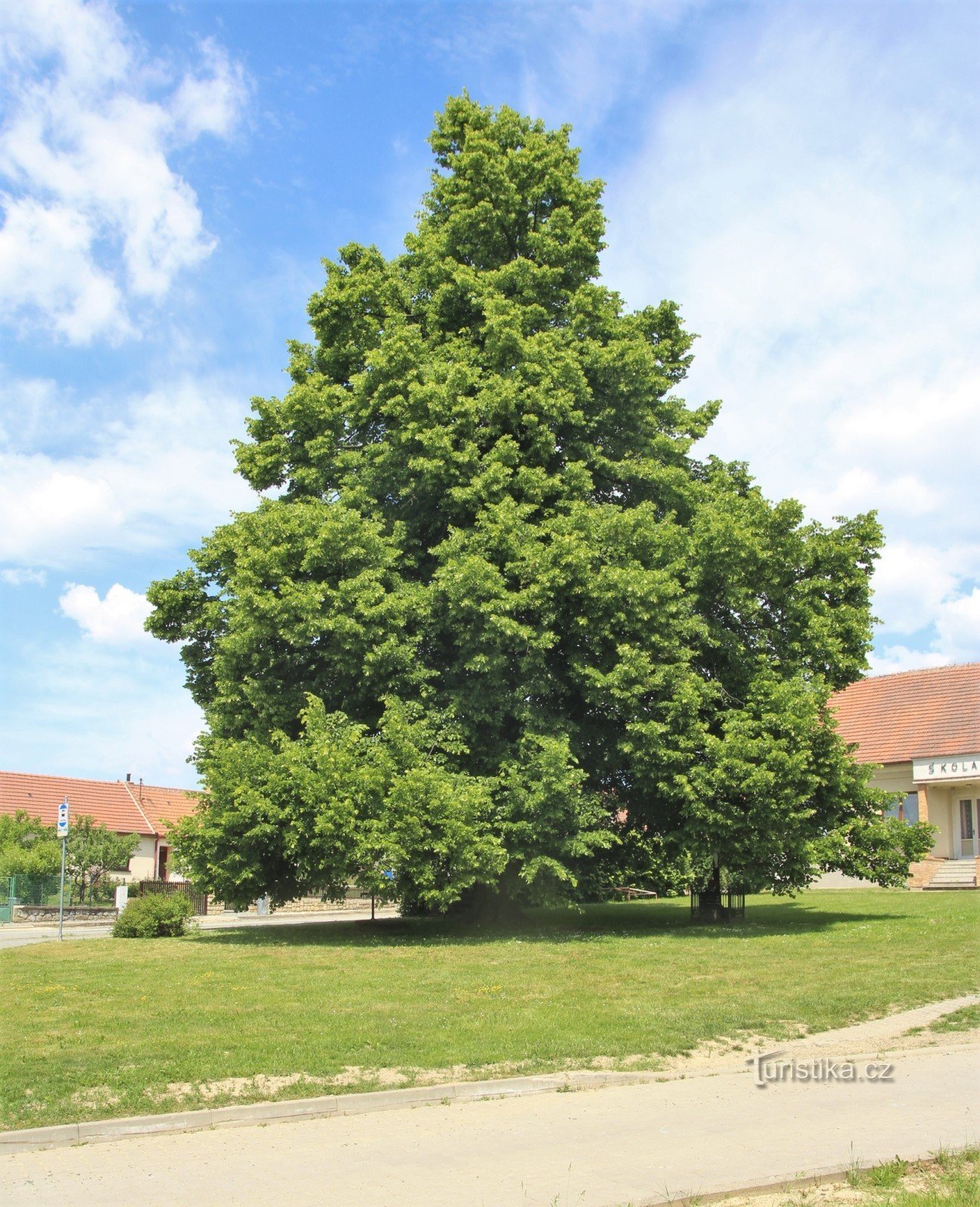 Eine Nahaufnahme einer dominanten Linde