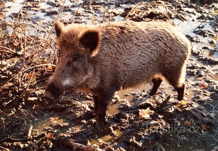 Wildschwein