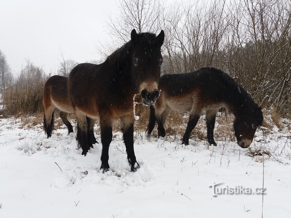 Wilde paarden Na Plachtě aan de rand van Hradec Králové