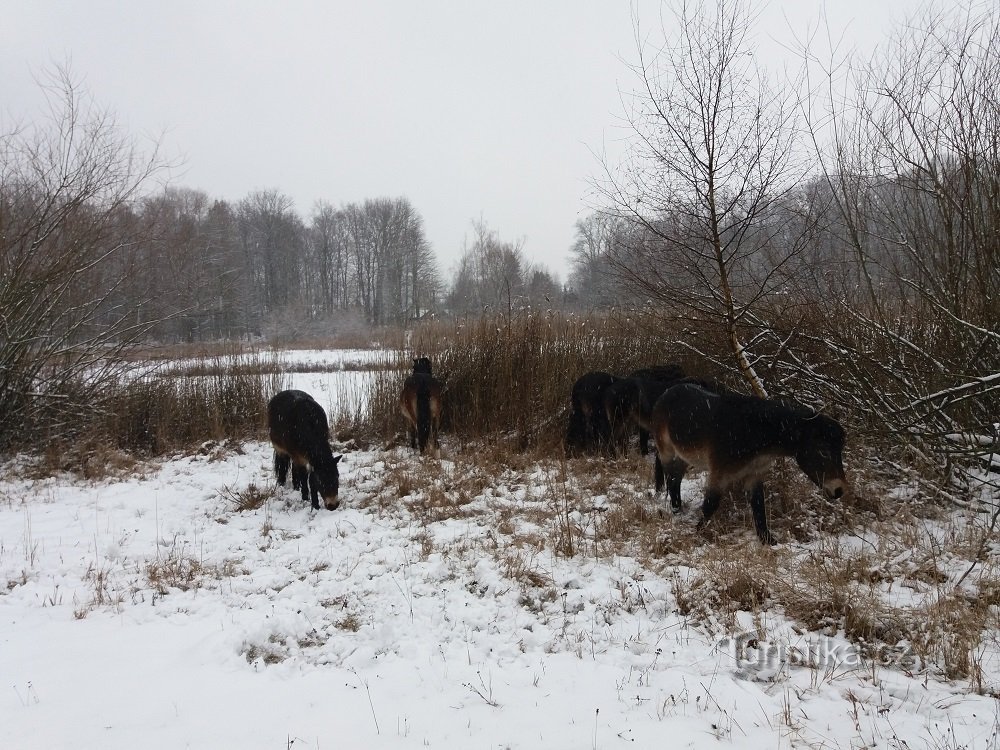 Vilda hästar Na Plachtě i utkanten av Hradec Králové