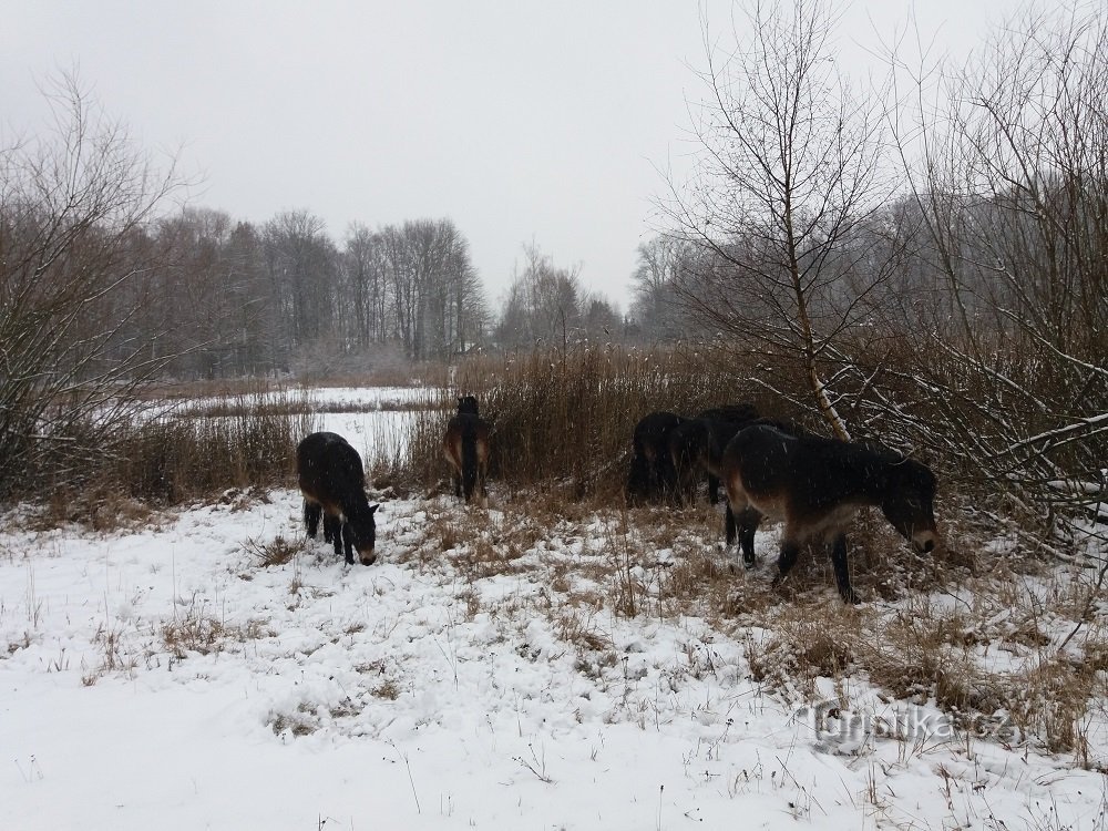 Chevaux sauvages Na Plachtě à la périphérie de Hradec Králové