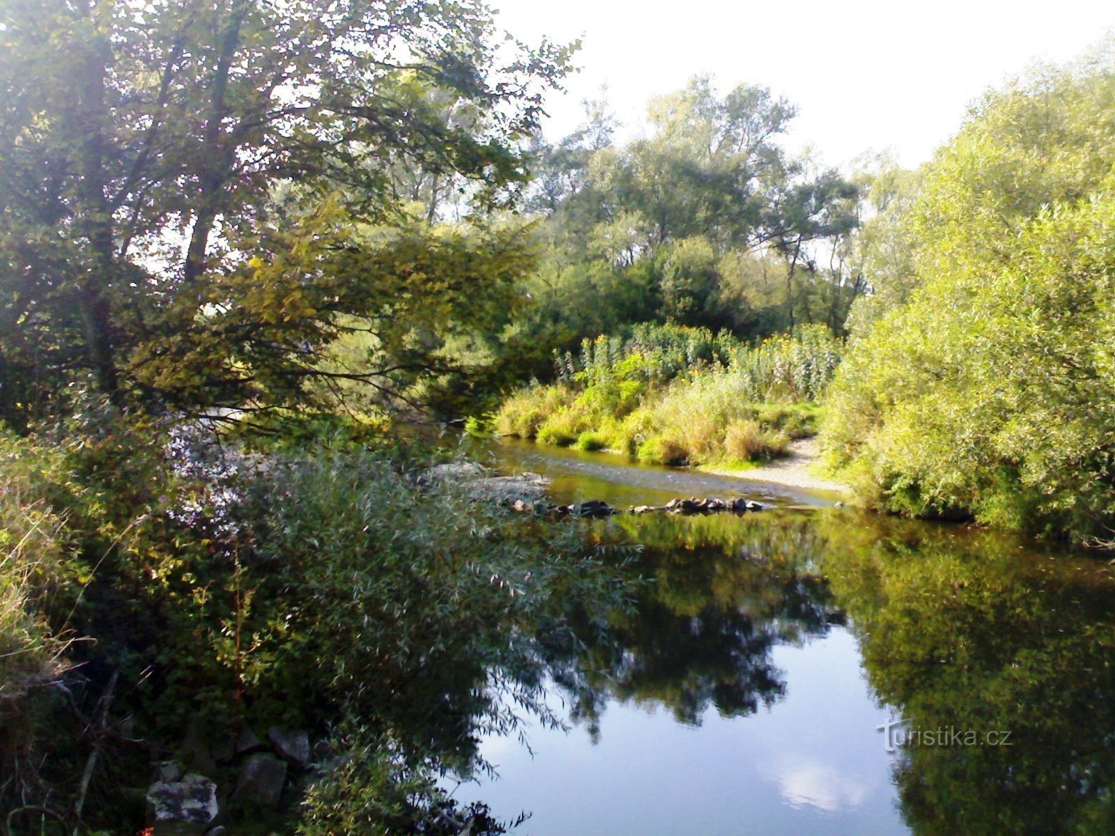 Vild Ørn under Lyset