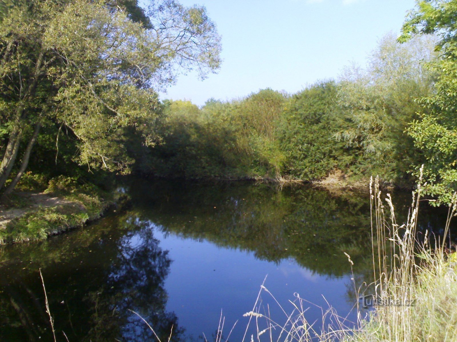 Wilde adelaar onder het licht