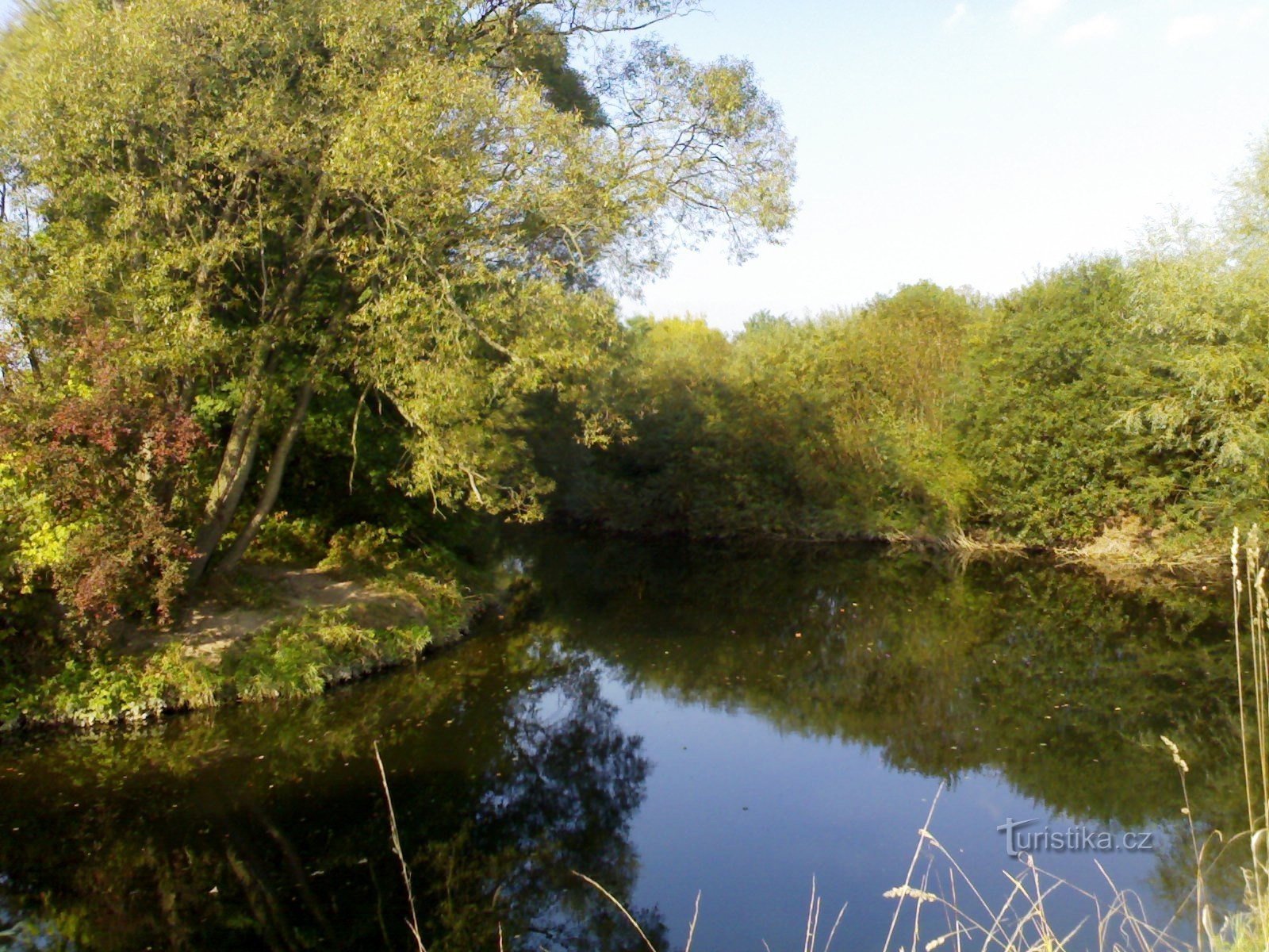 Wilde adelaar onder het licht