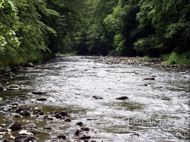 Águila salvaje en Potštejn