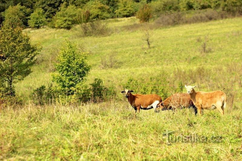 Wilde Natur in Prag nur wenige Minuten vom Zentrum entfernt