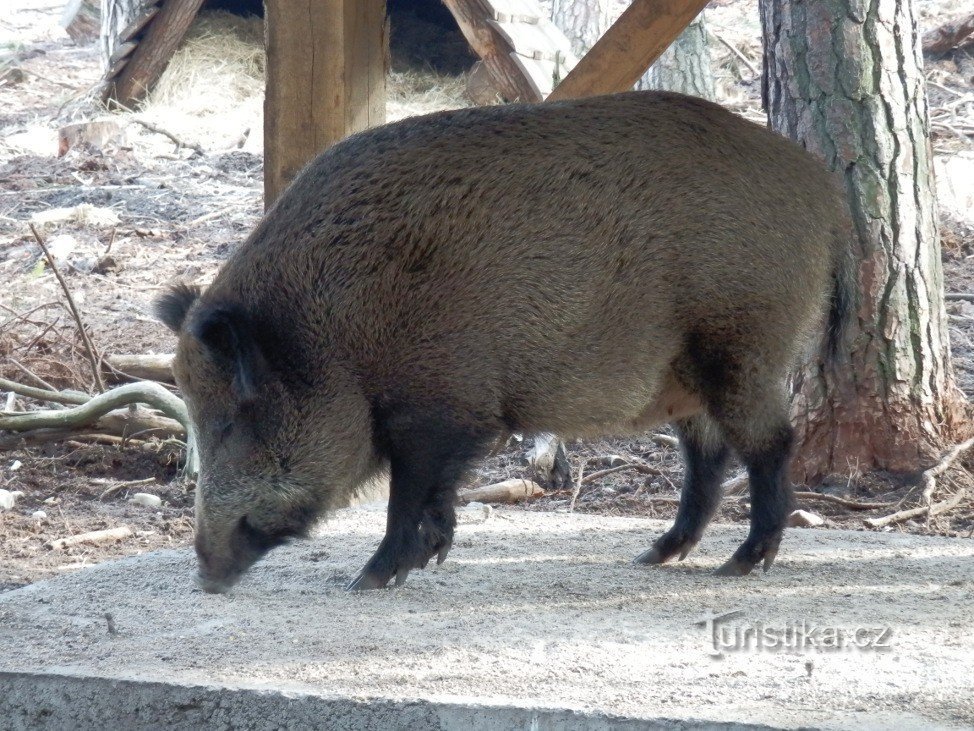 Wild pig