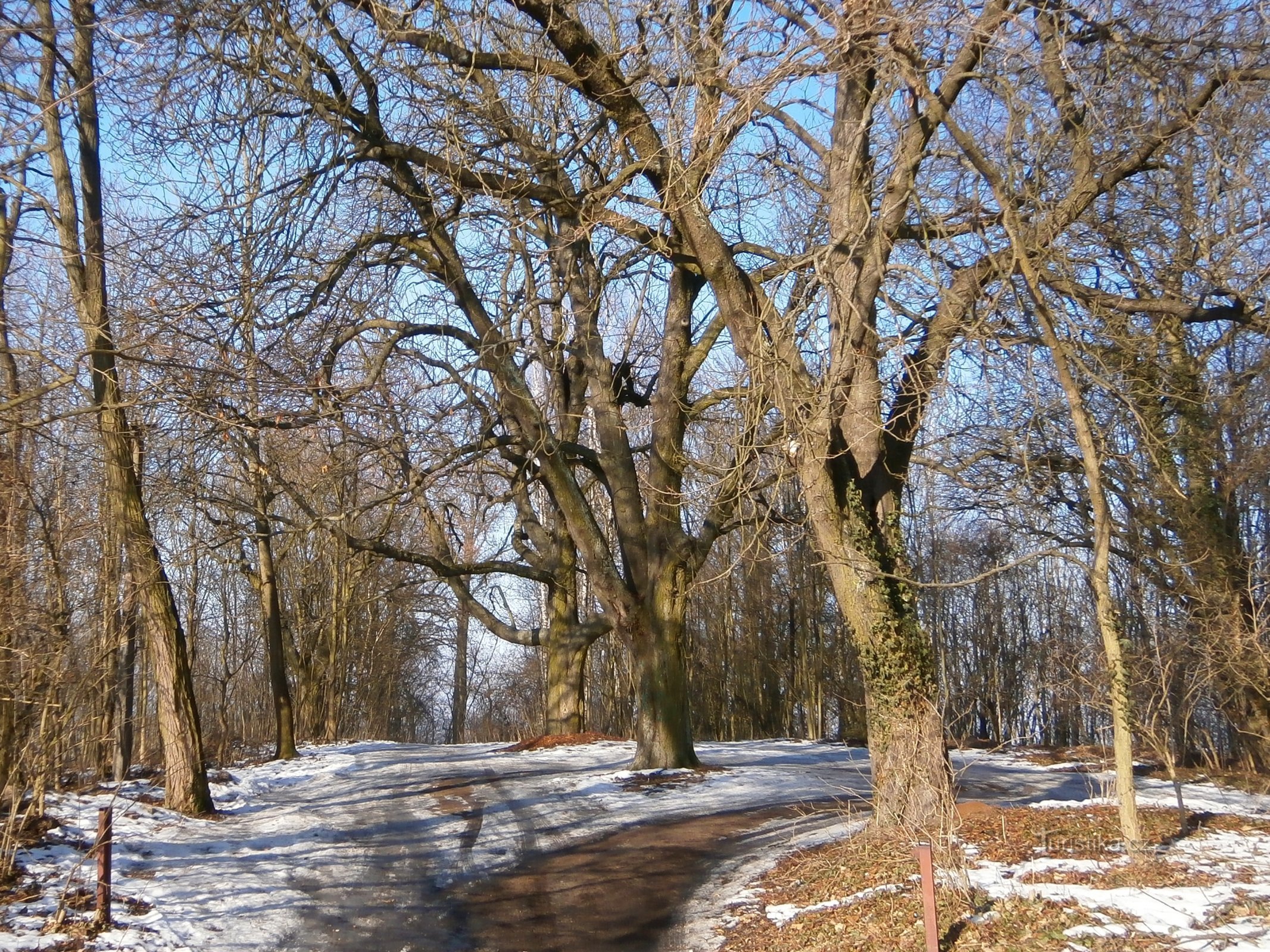 Dagens tilstand af det sted, hvor slottet stod (Hradec Králové, 14.2.2017/XNUMX/XNUMX)