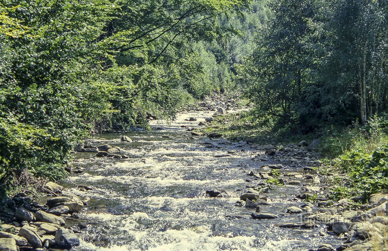 Borový potok flows into Divoká Desná