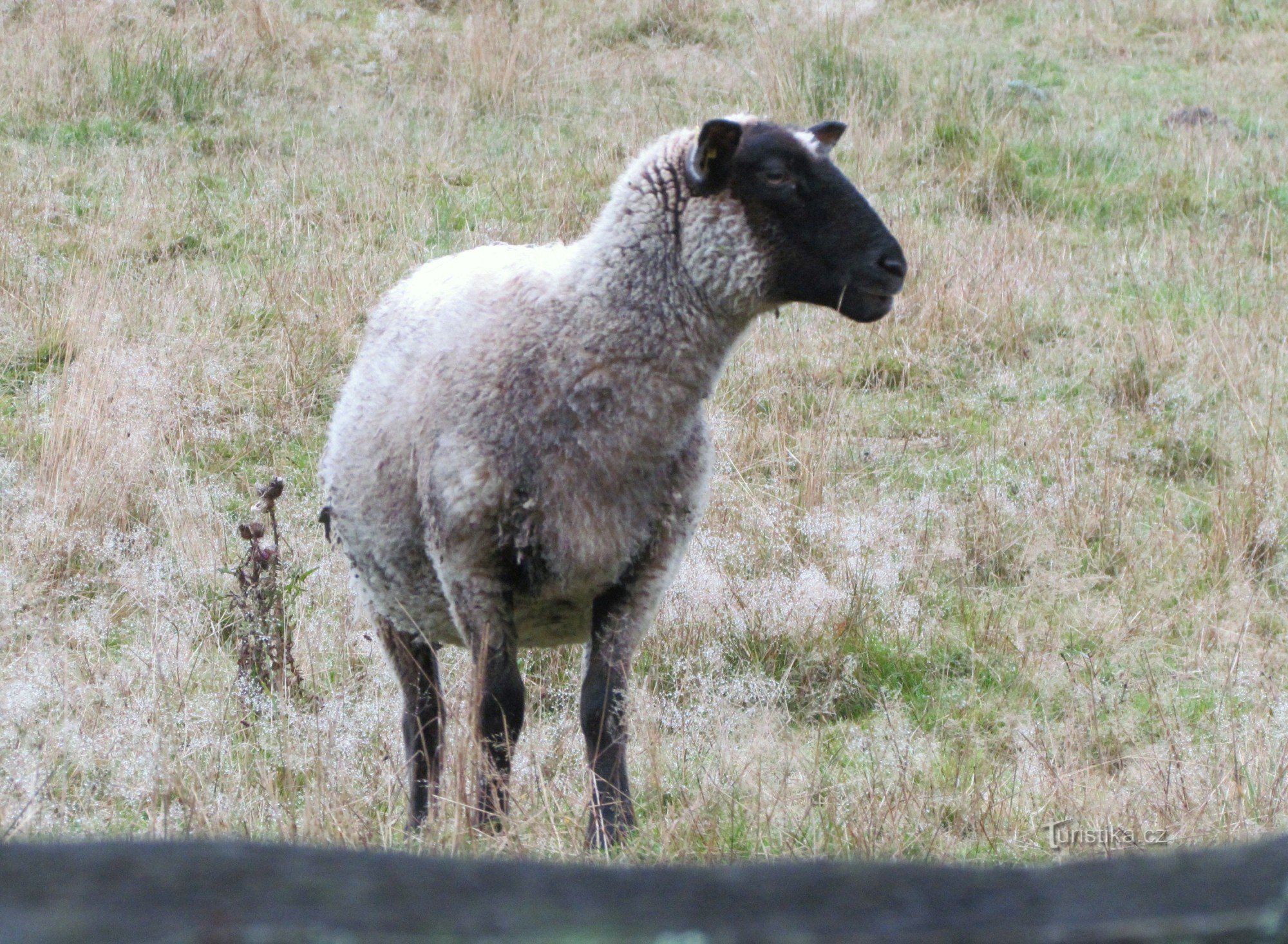 Naar Držková voor schapen en pittoreske rotshoeken