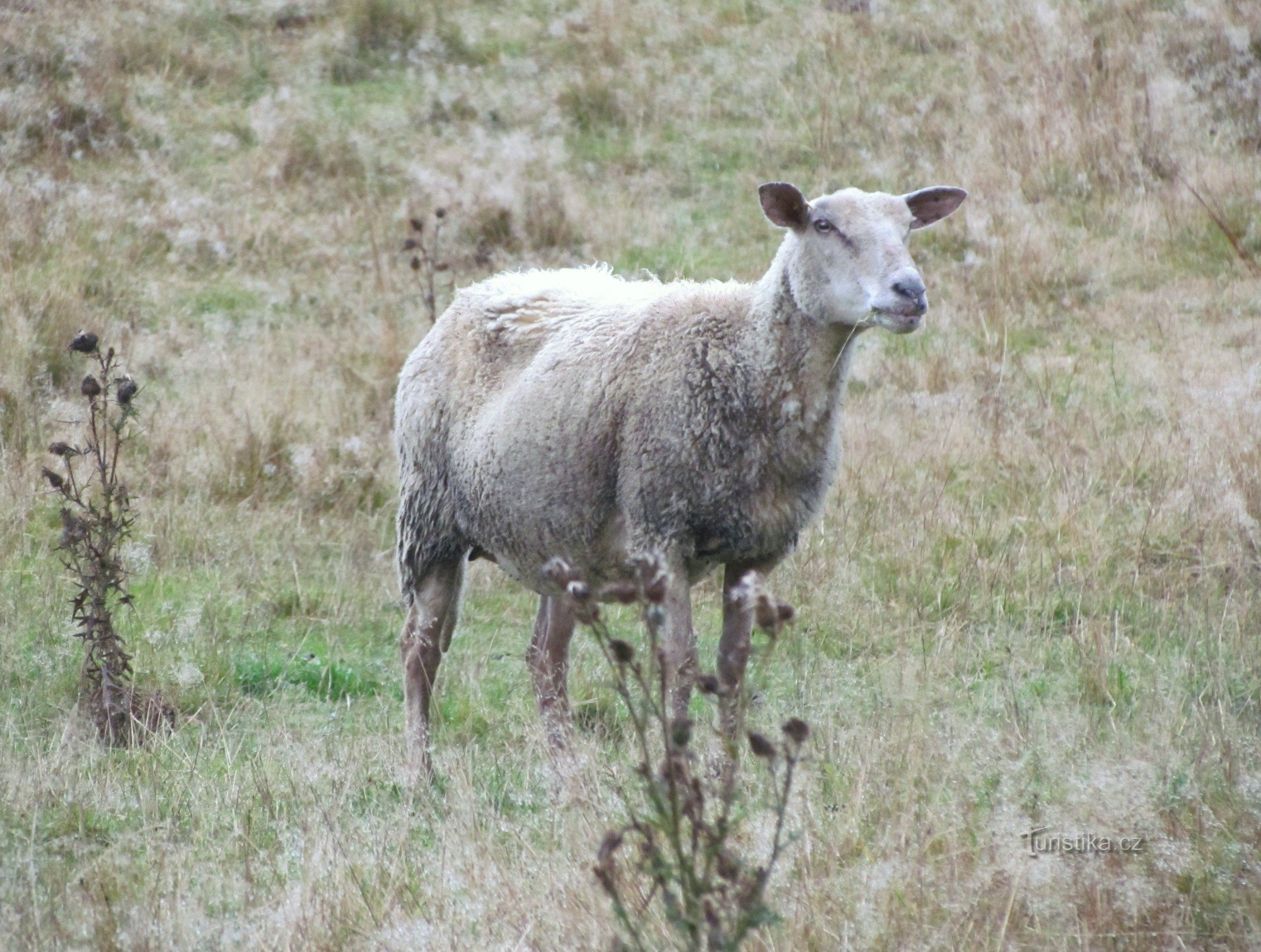 A Držková para ovejas y pintorescos rincones rocosos.