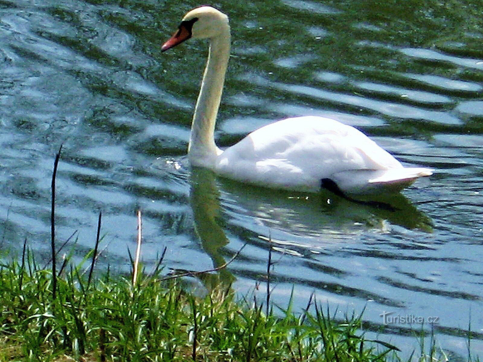 À Kvasice autour de la rivière Morava