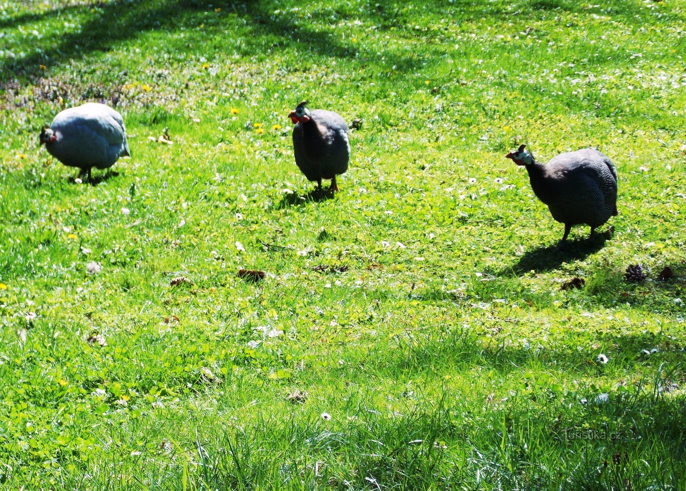 Para o parque da cidade em Olomouc - Smetanovy sady