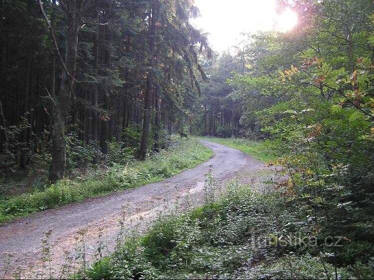 A la silla de montar de Frenštát a lo largo de un camino forestal marcado como pista de fondo