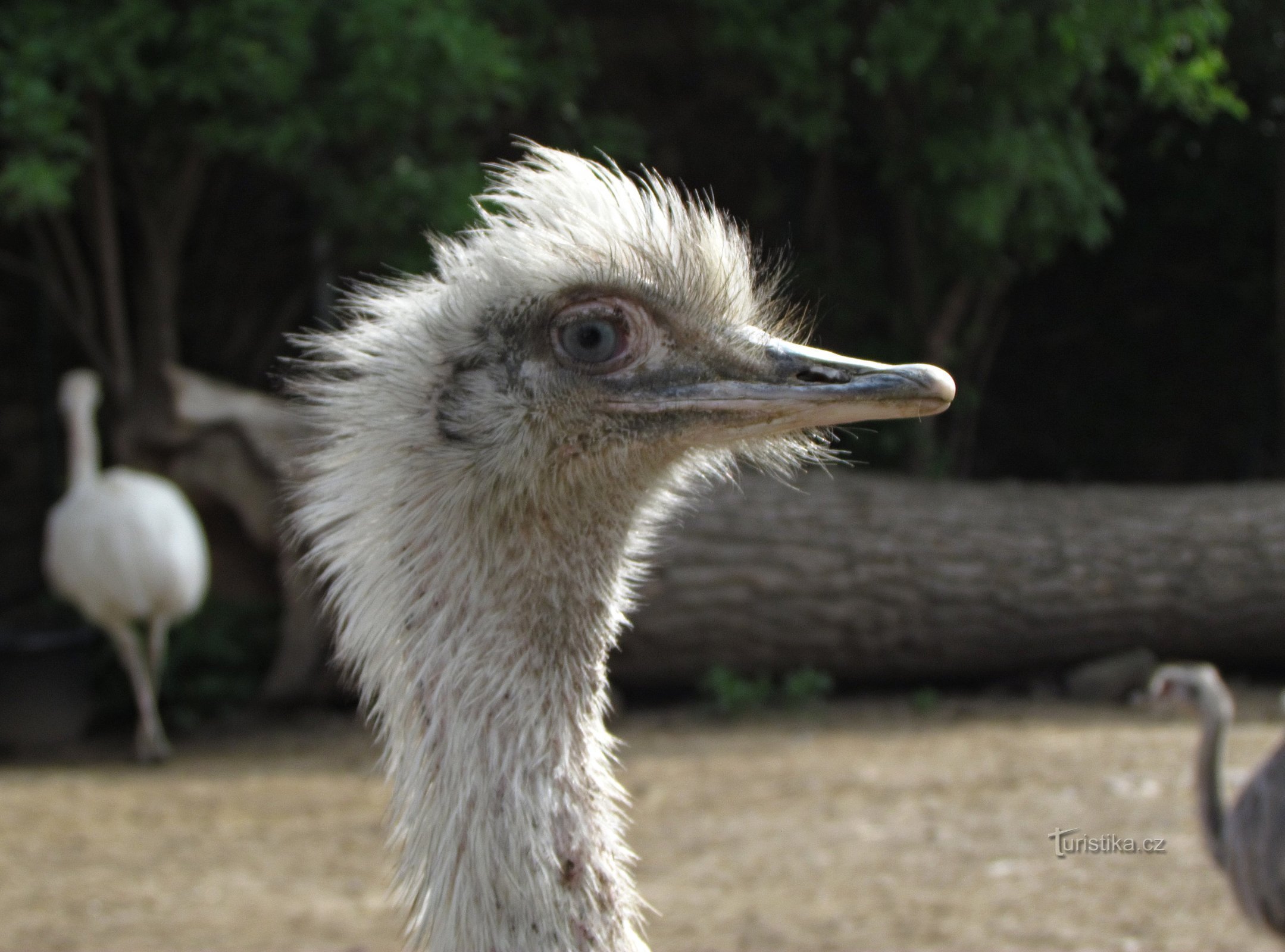 In den Vyško ZOO, in die Stadt und zu einem Freund