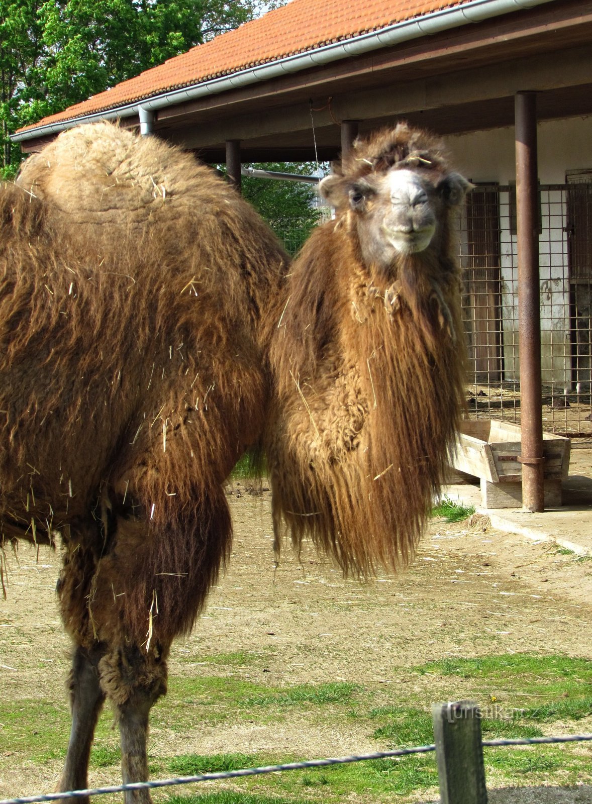 La Grădina Zoologică din Vyško, la oraș și să văd un prieten