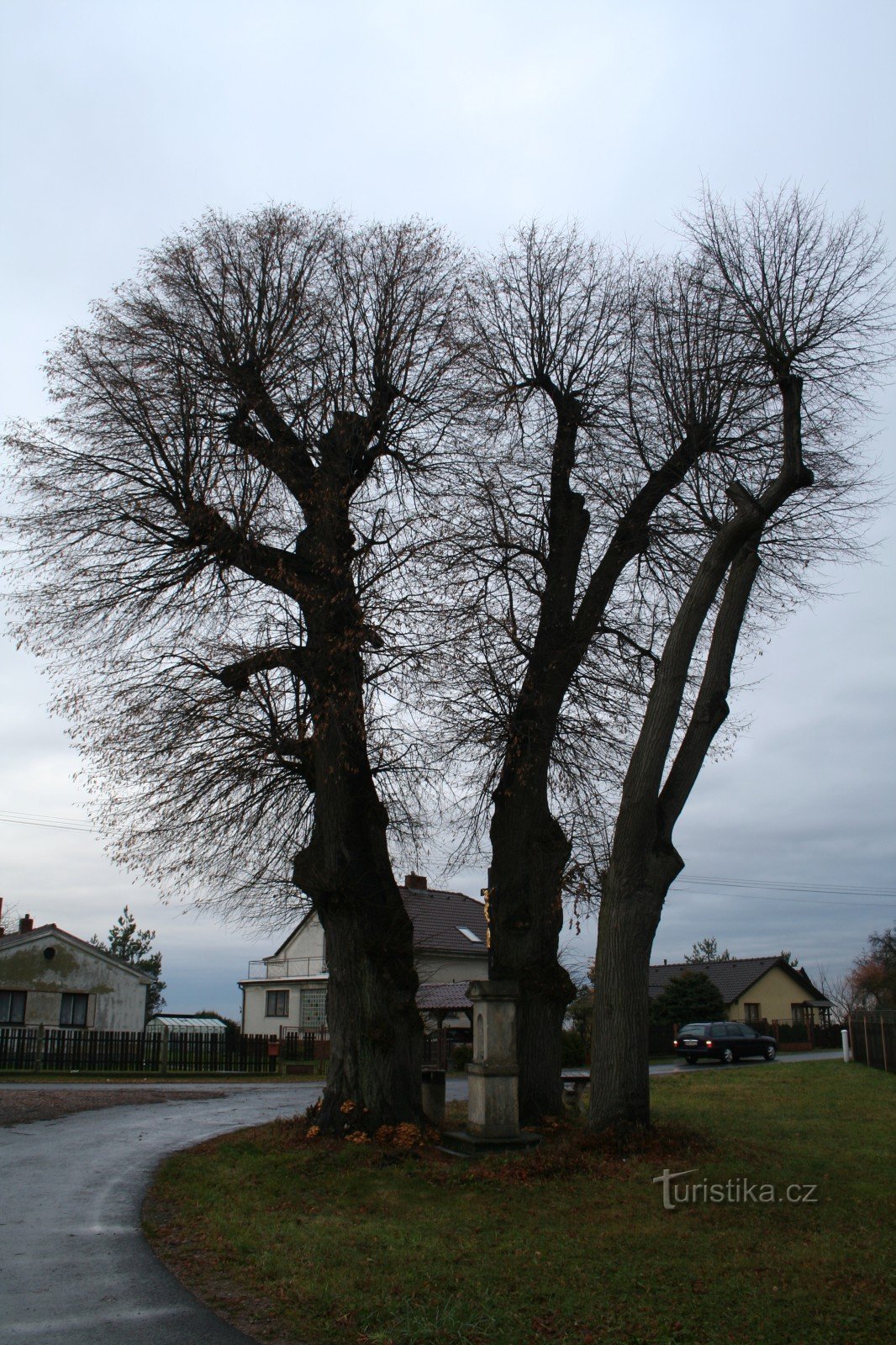 Tigli Dobřenice