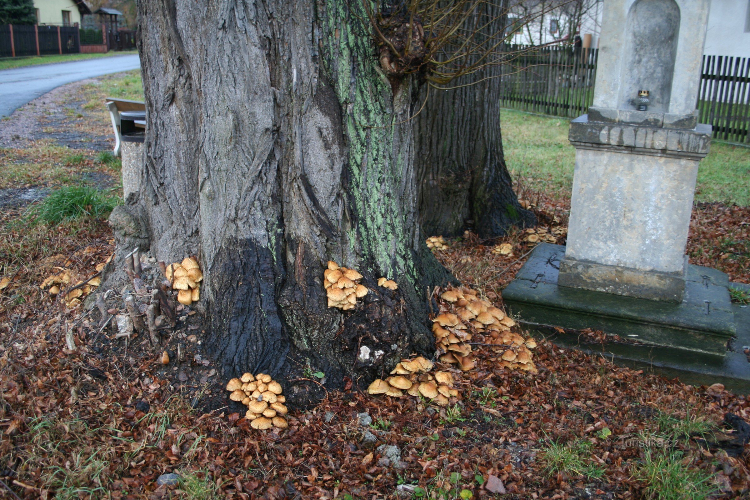 Dobřenice lindeträd